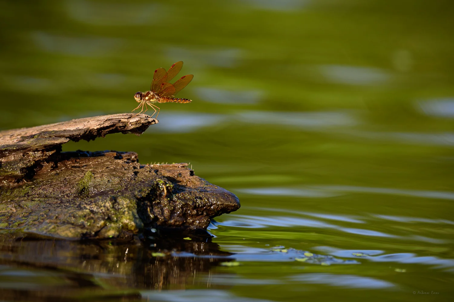 Four-spotted Skimmer, Mississippi River, Mud Lake, Iowa