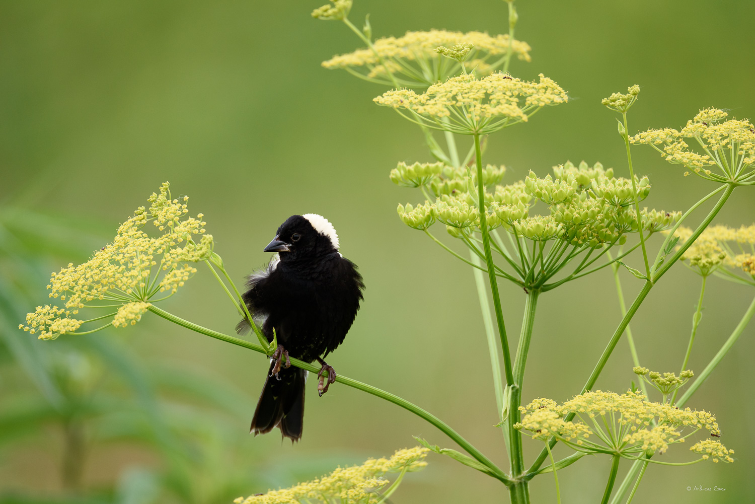 BOBOLINK,  ♂️