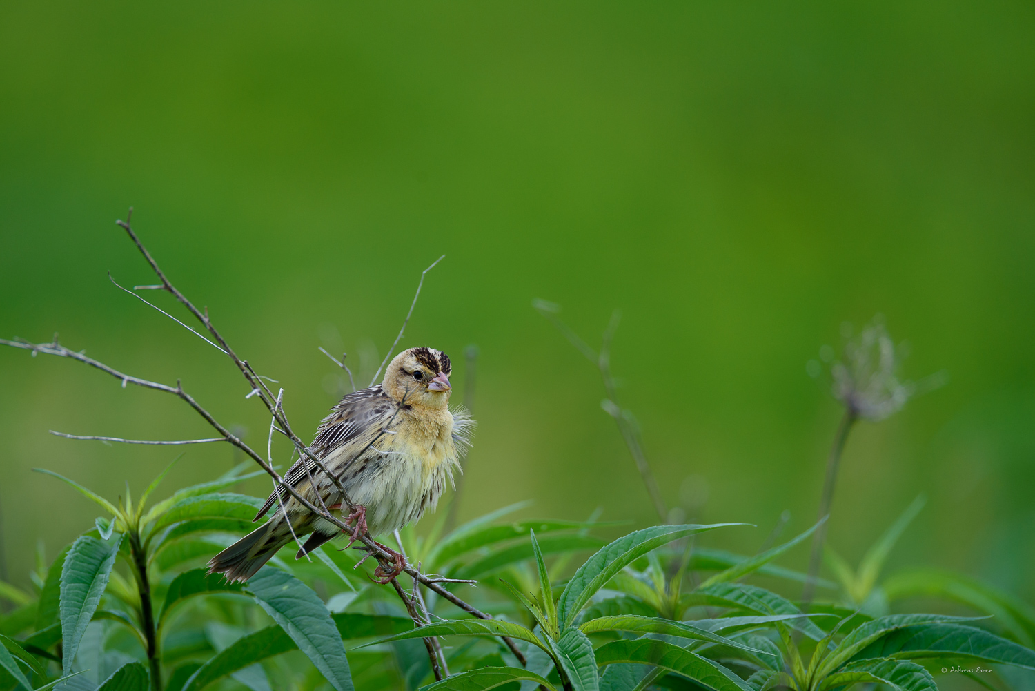 BOBOLINK, ♀️