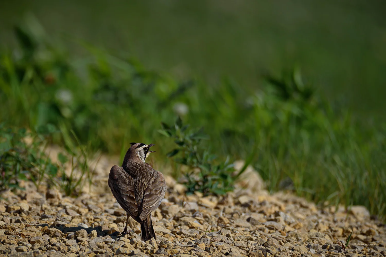 Male Horned Lark