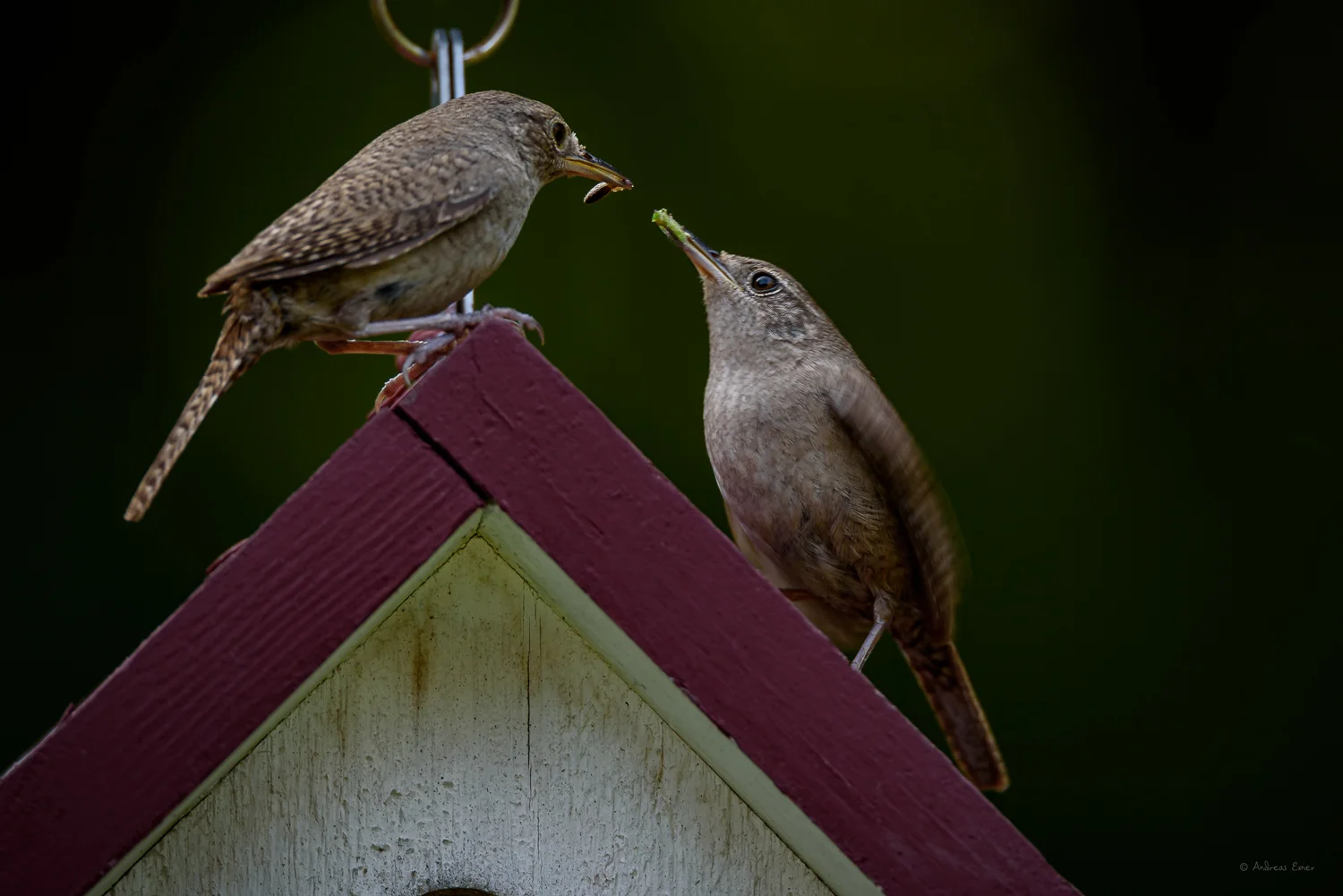 House Wrens