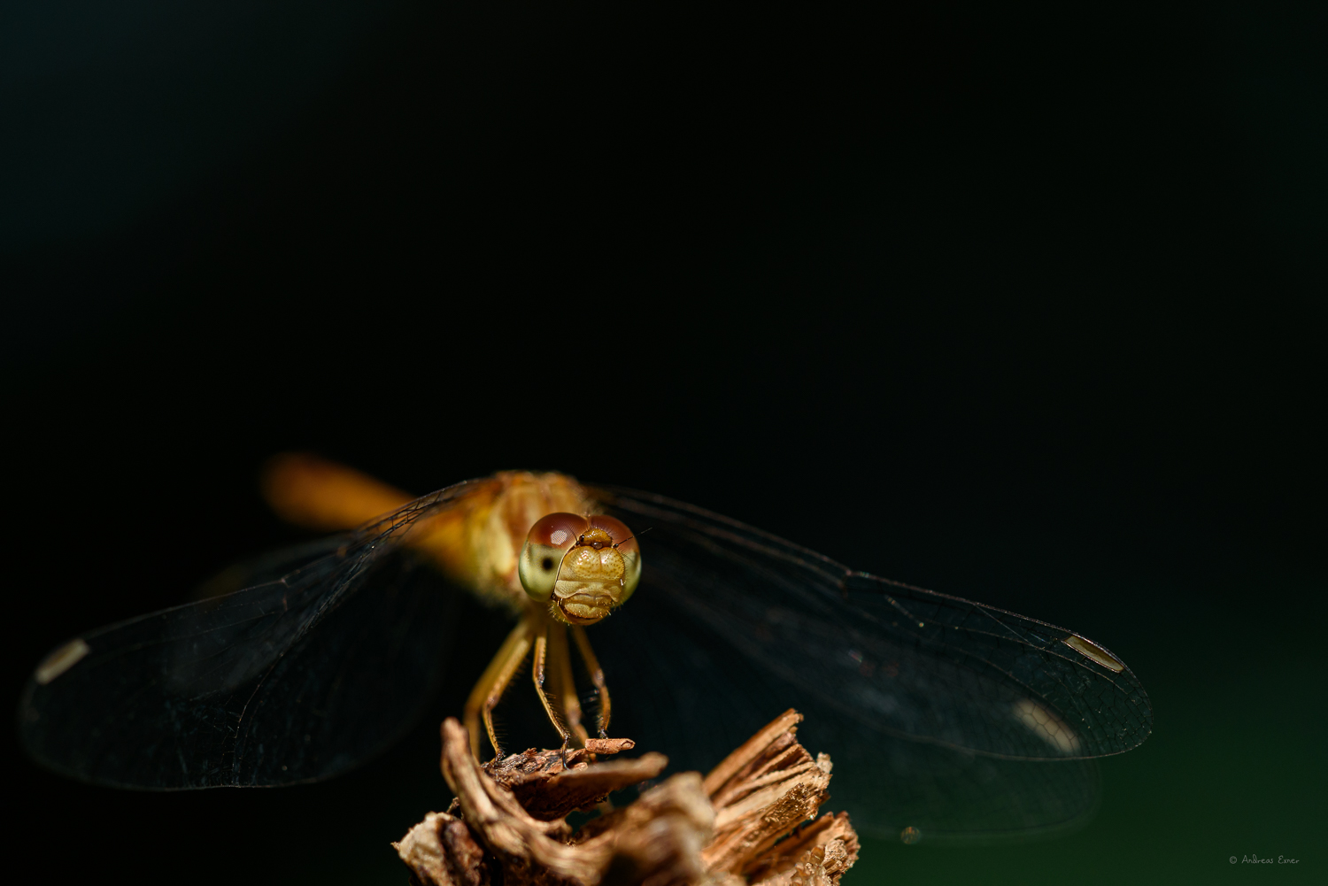 _19B2740-E_72.jpg