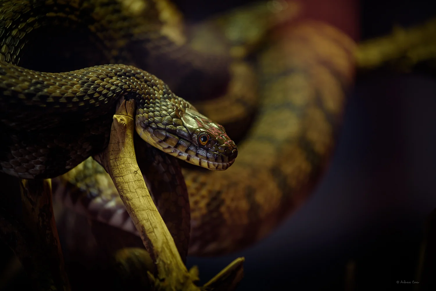 Diamondback Water Snake, Mississippi River Museum and Aquarium, Dubuque, Iowa