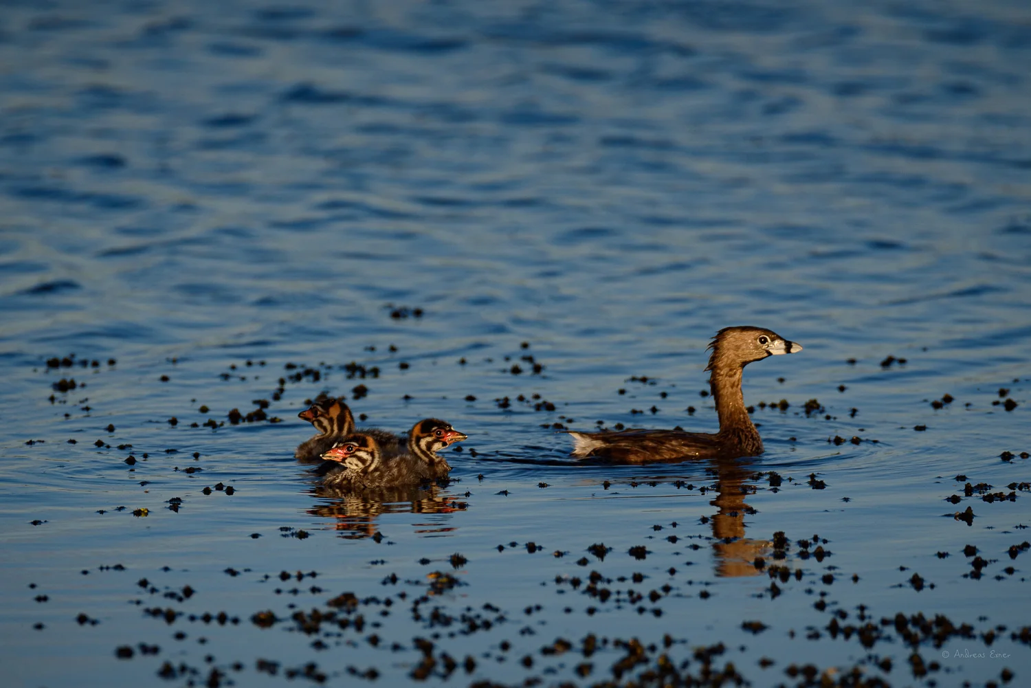 Family of Pied-billed Grebes, Green Island Wetlands, Iowa