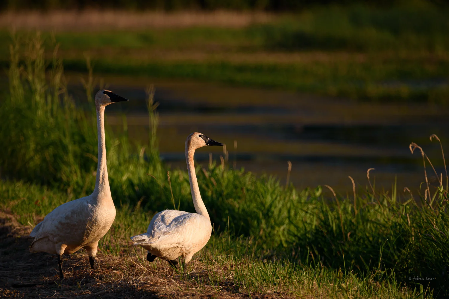 Trumpeter Swans