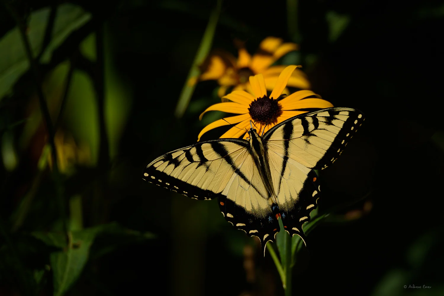 Male Tiger Swallowtail, Little Maquoketa River Valley, Iowa