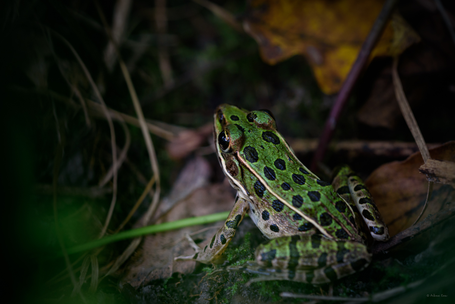 Northern Leopard Frog, Pilot Knob State Park, Iowa