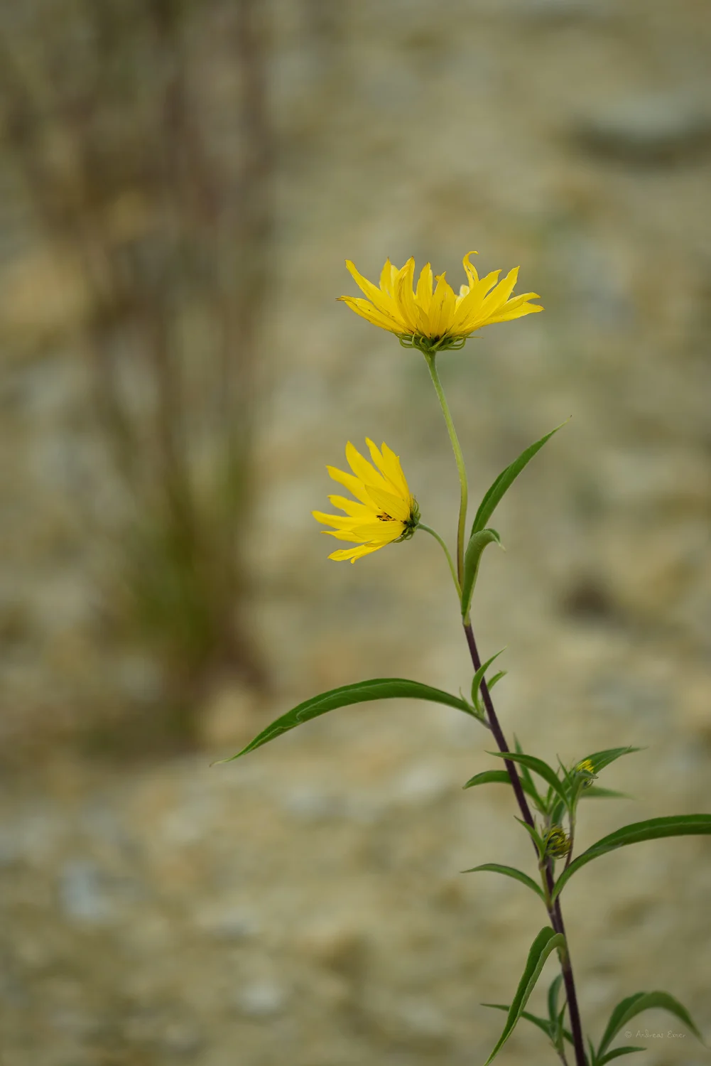 _19B6655-E_72.jpg