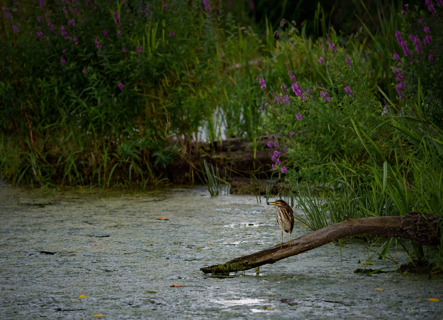 Green Heron with prey, Mississippi River, Mud Lake, iowa