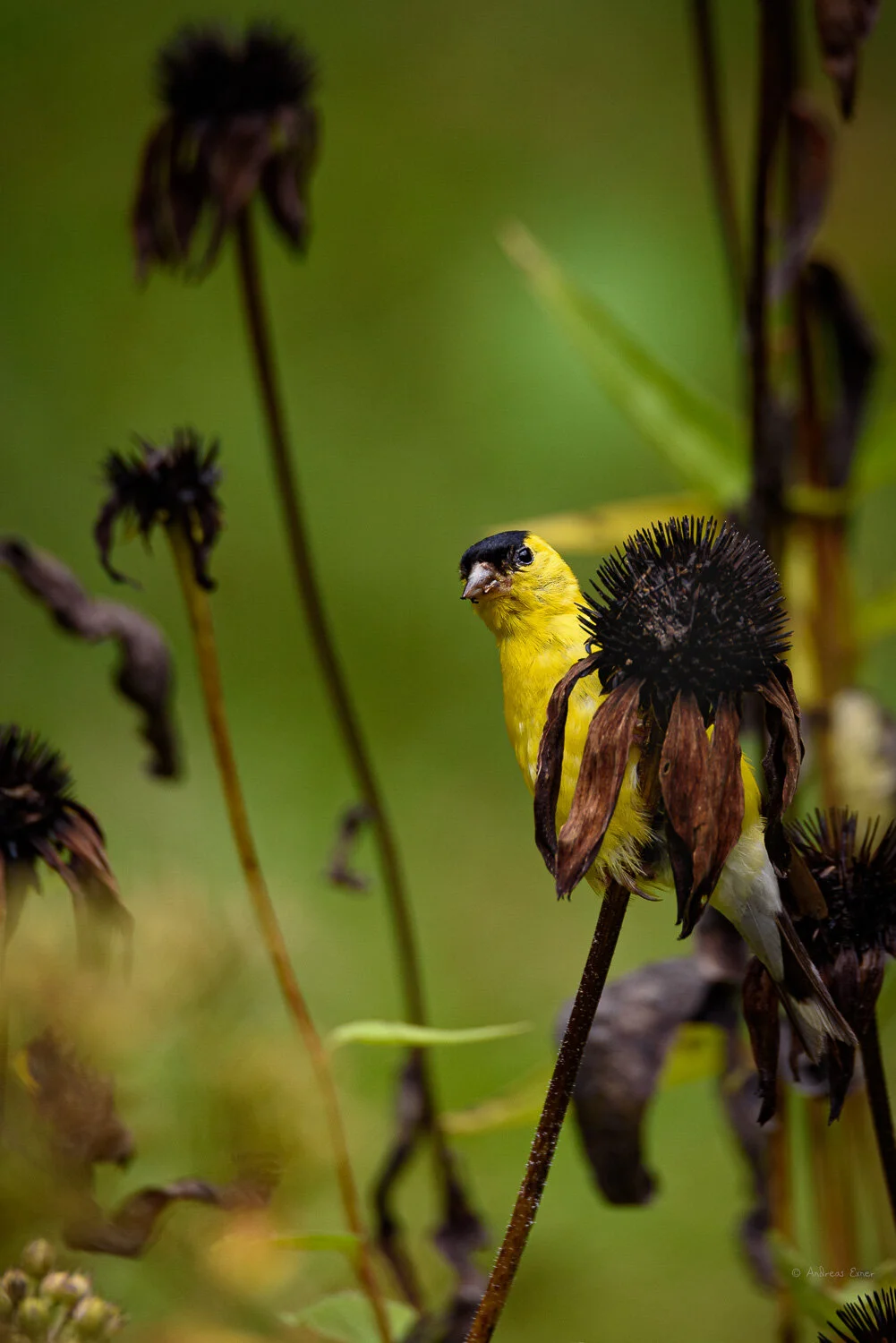 American Goldfinch