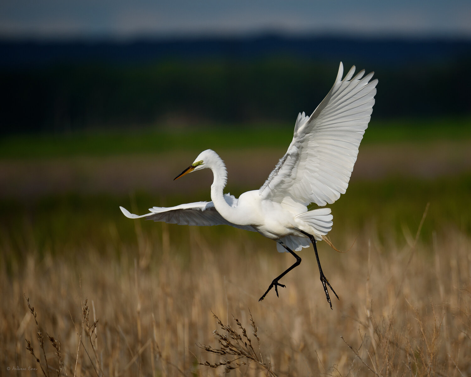 GREAT EGRET