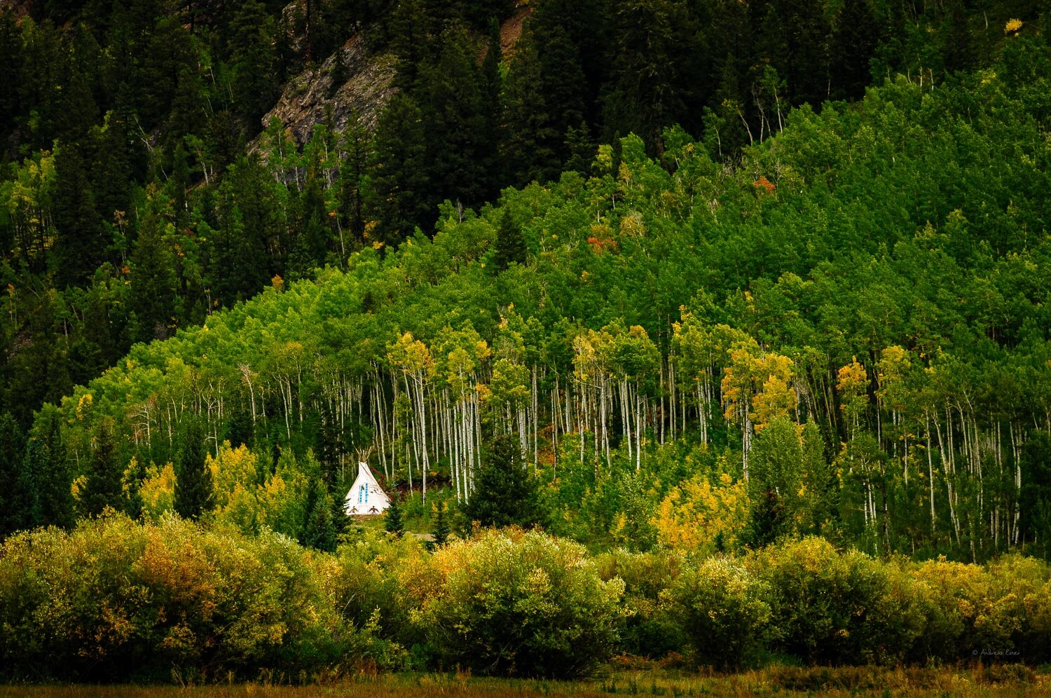 Tipi between aspens, Ashcroft, Colorado, 2014