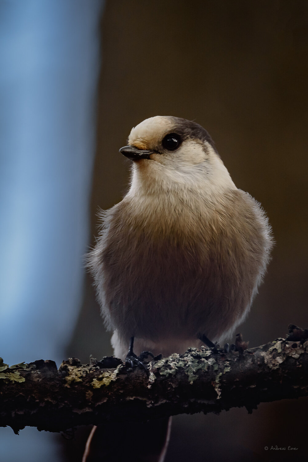 CANADA JAY