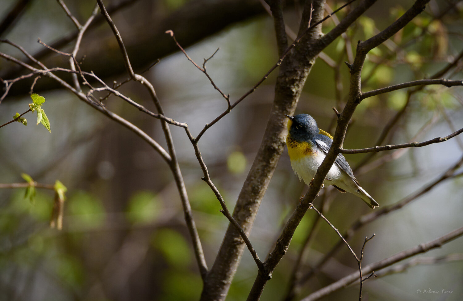 NORTHERN PARULA