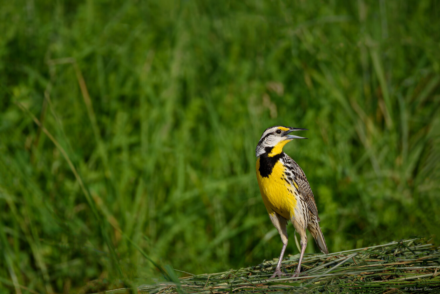 EASTERN MEADOWLARK