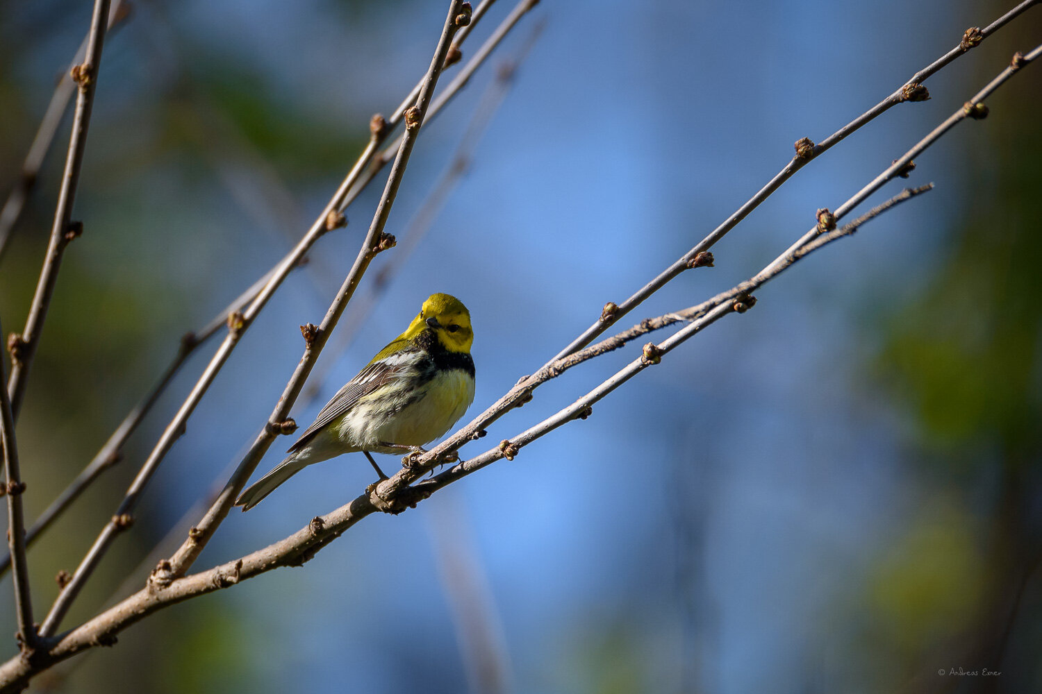 BLACK-THROATED GREEN WARBLER