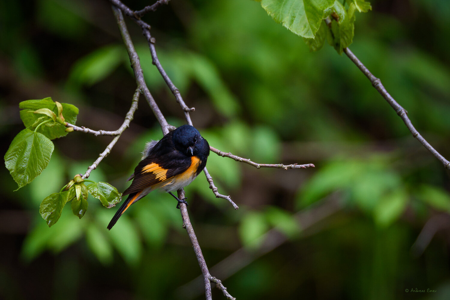 AMERICAN REDSTART, MALE