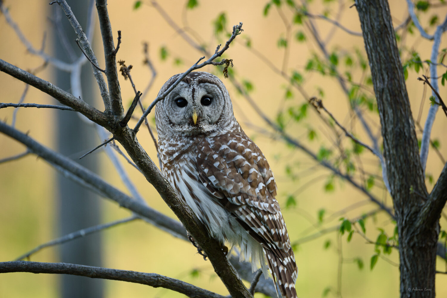 BARRED OWL