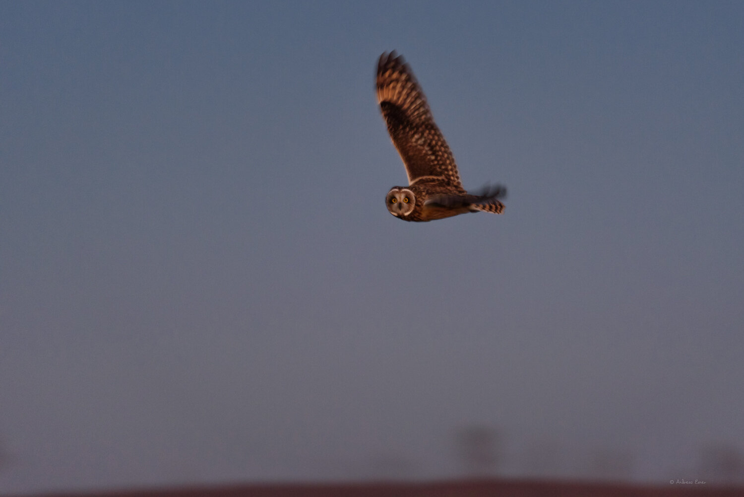 SHORT-EARED OWL