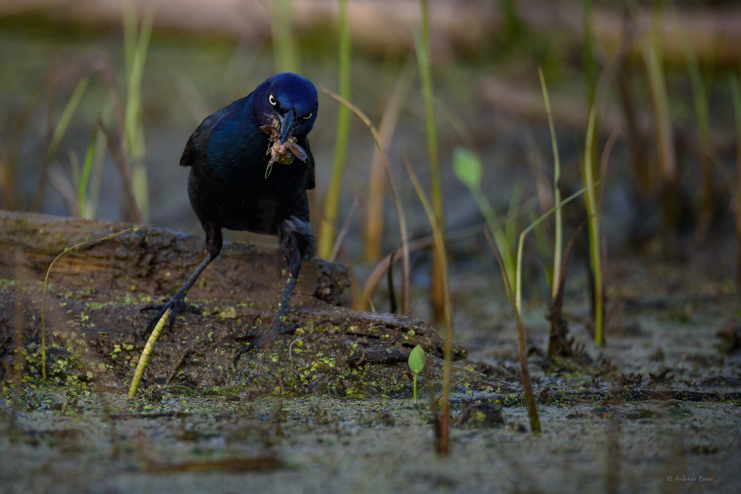 COMMON GRACKLE