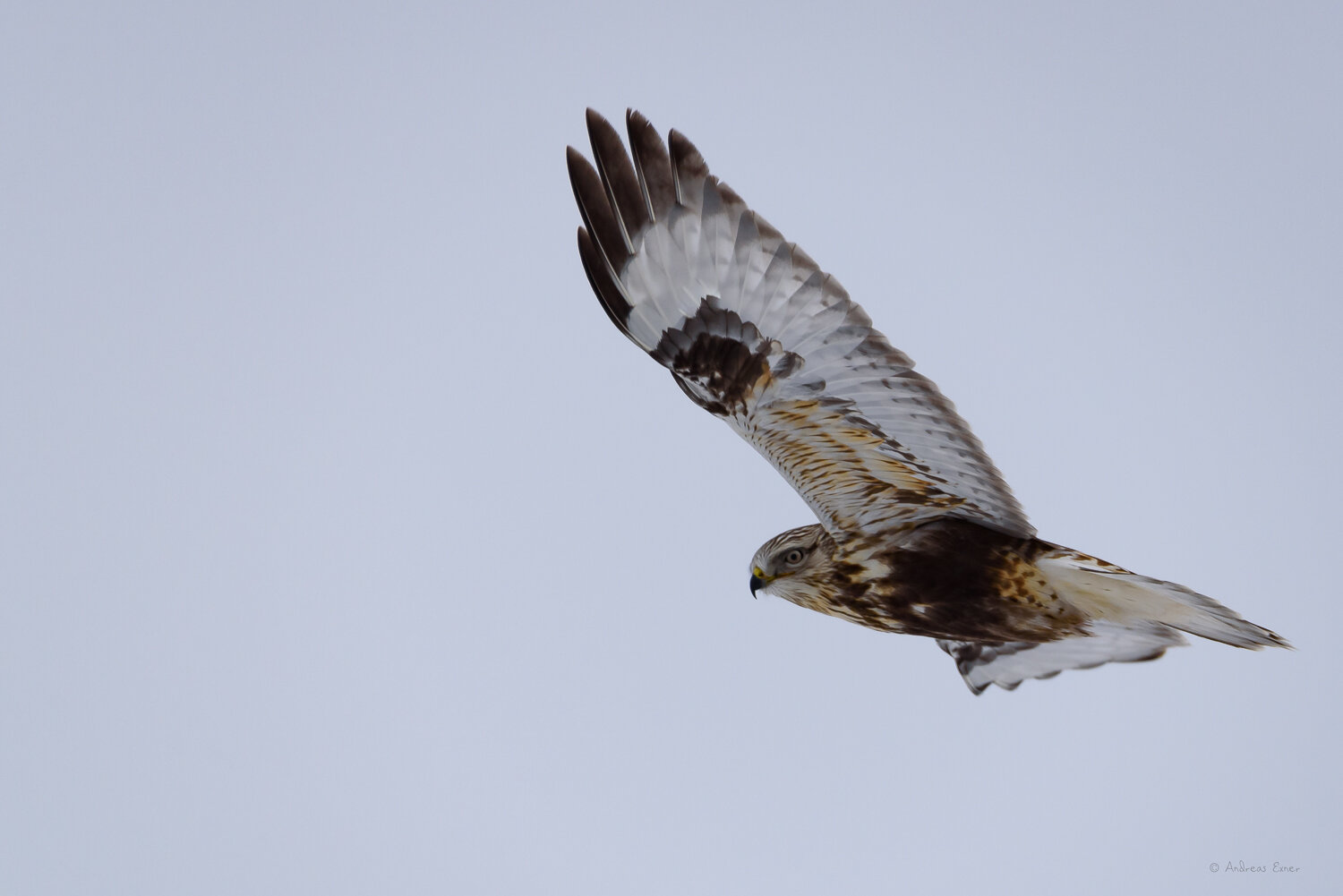 ROUGH-LEGGED HAWK