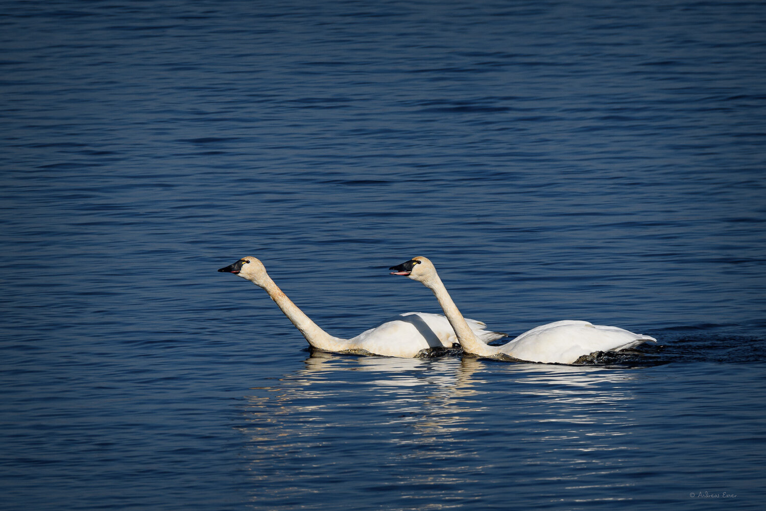 TUNDRA SWANS