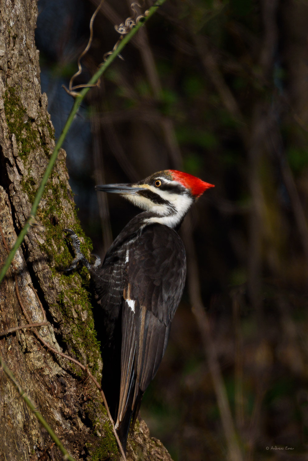 PILEATED WOODPECKER ♀️