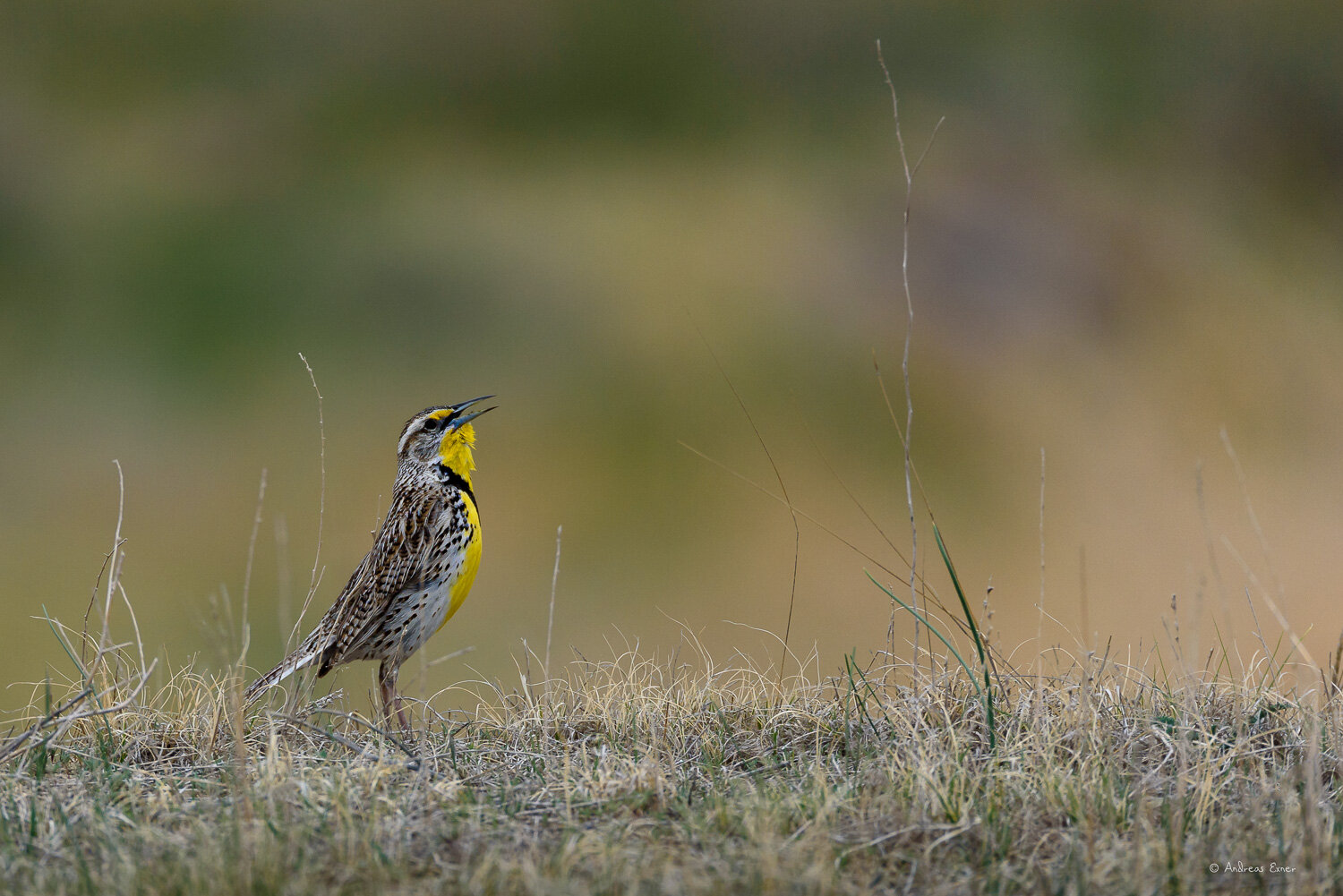 WESTERN MEADOWLARK