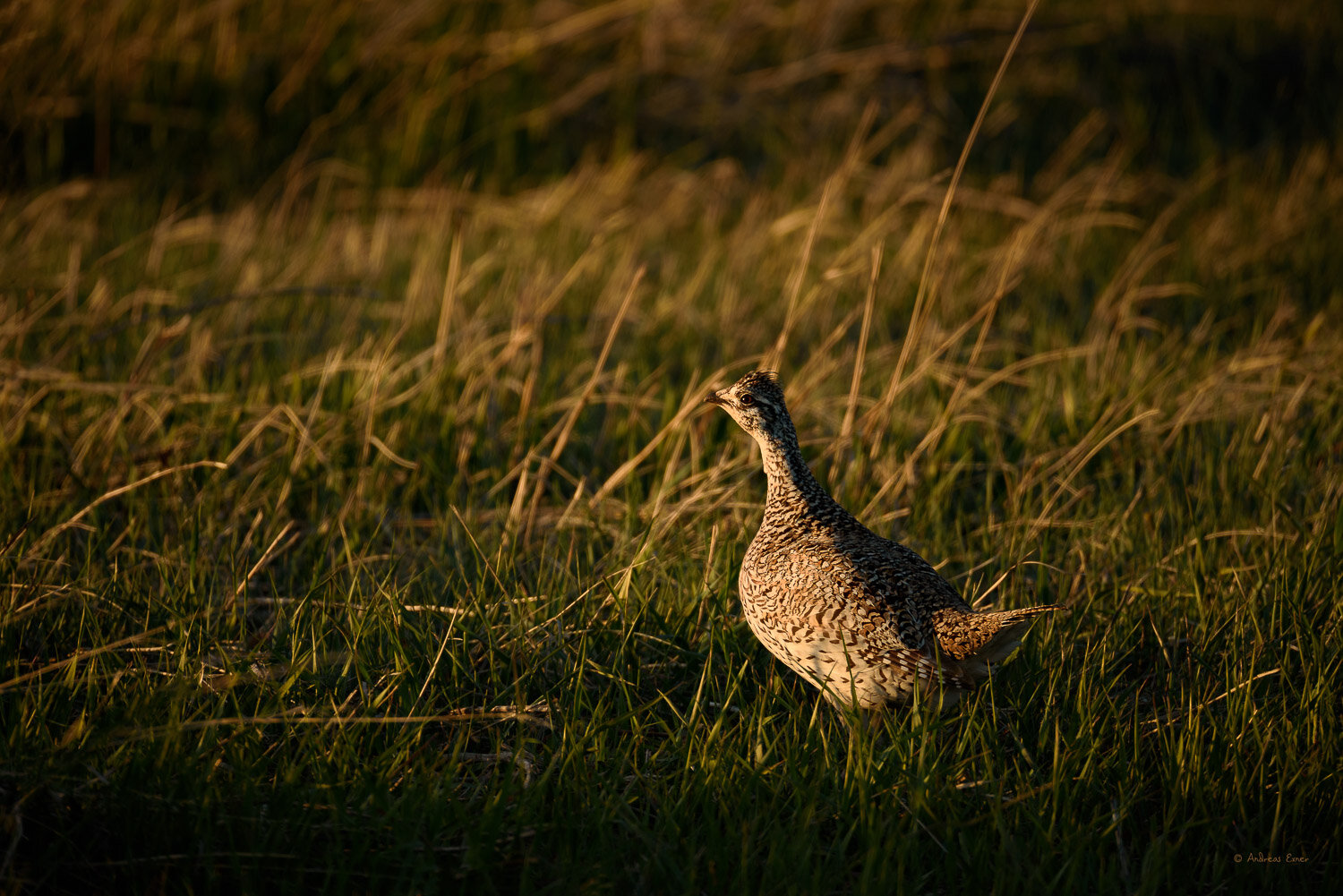 SHARP-TAILED GROUSE