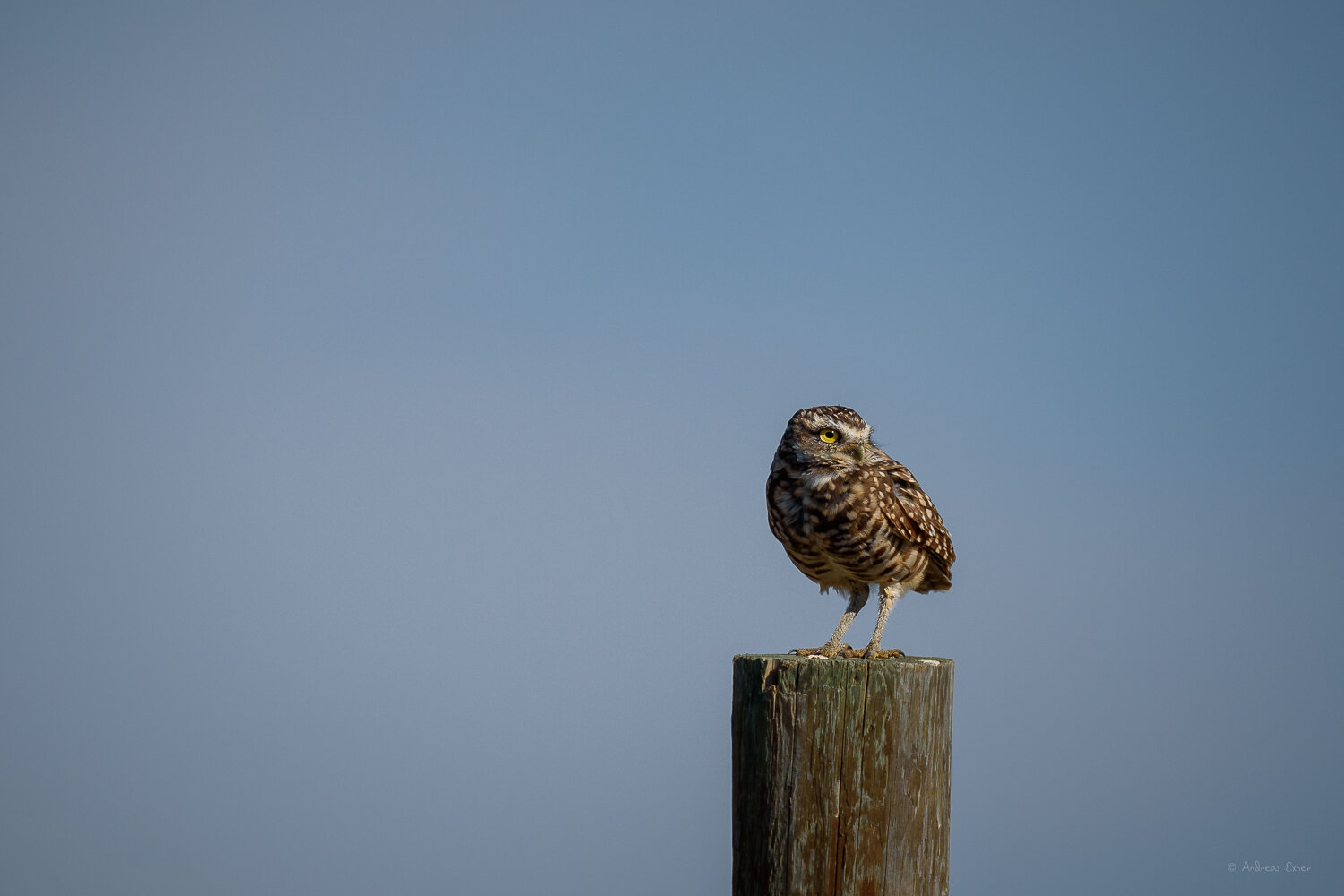 BURROWING OWL