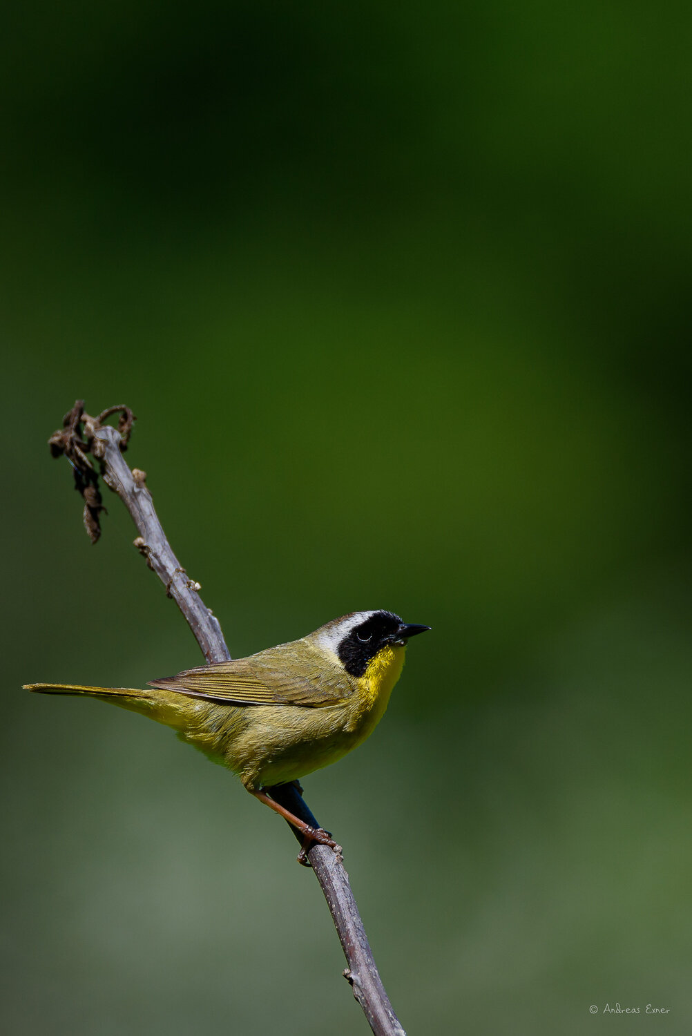 COMMON YELLOWTHROAT