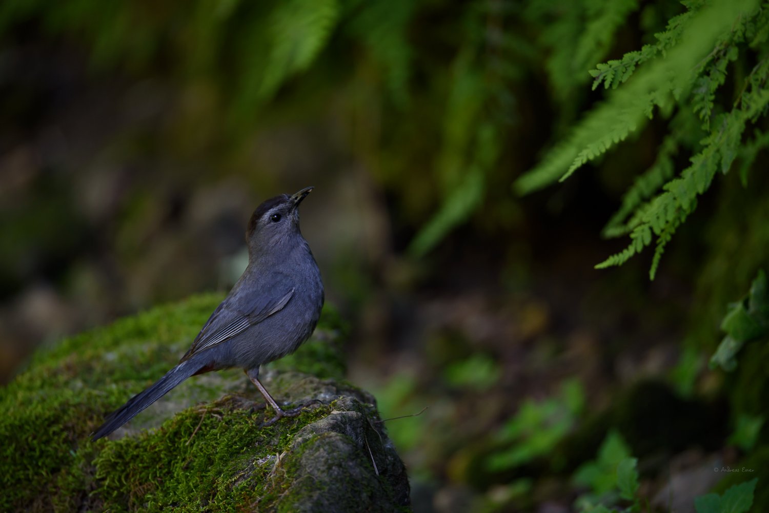 GRAY CATBIRD