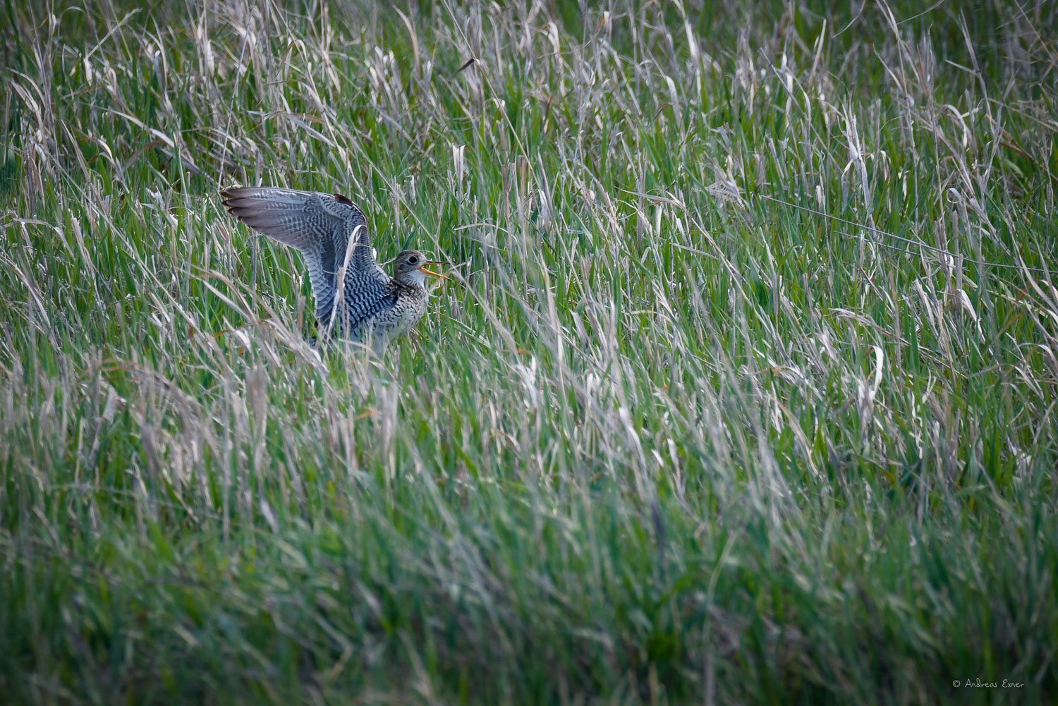 UPLAND SANDPIPER