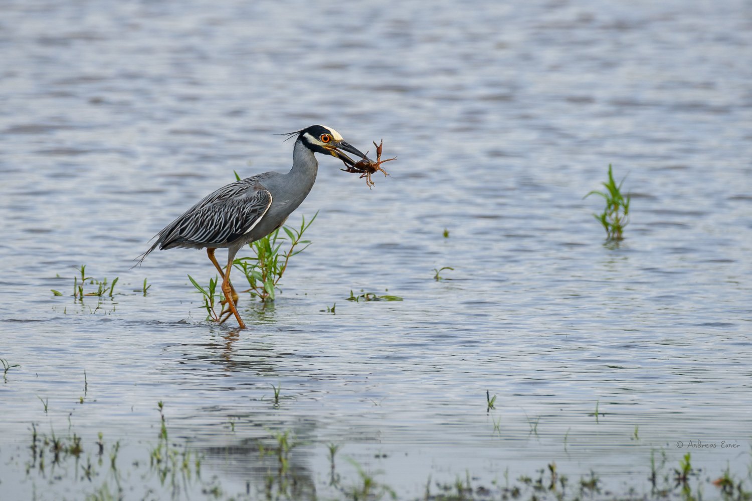 YELLOW-CROWNED NIGHT-HERON