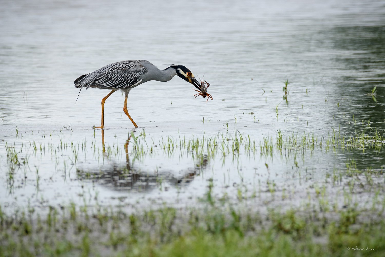 YELLOW-CROWNED NIGHT-HERON