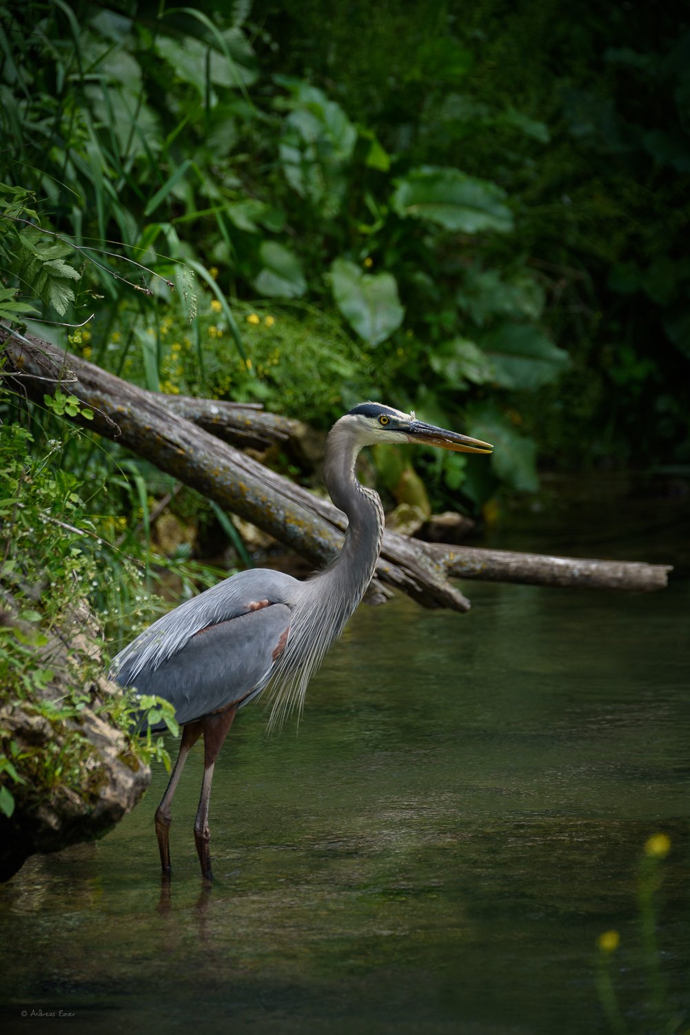 GREAT BLUE HERON