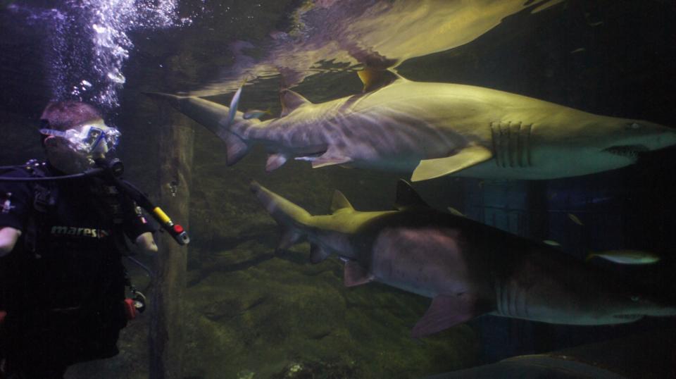 Chris Diving.jpg