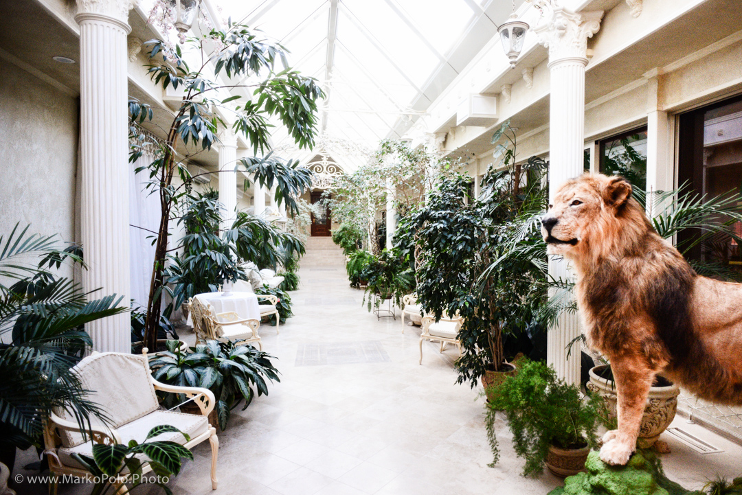 "Summer passage" ... bastard probably shot the lion in Africa
