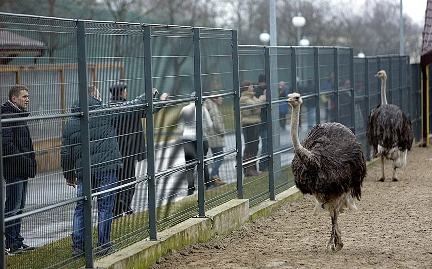 Ostrich in private zoo. Picture: KONSTANTIN CHERNICHKIN/REUTERS