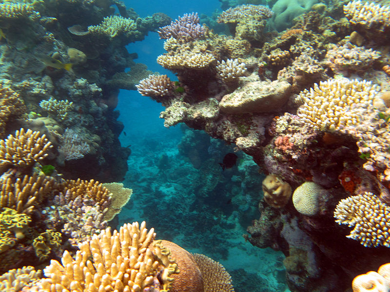 great barrier reef.jpg