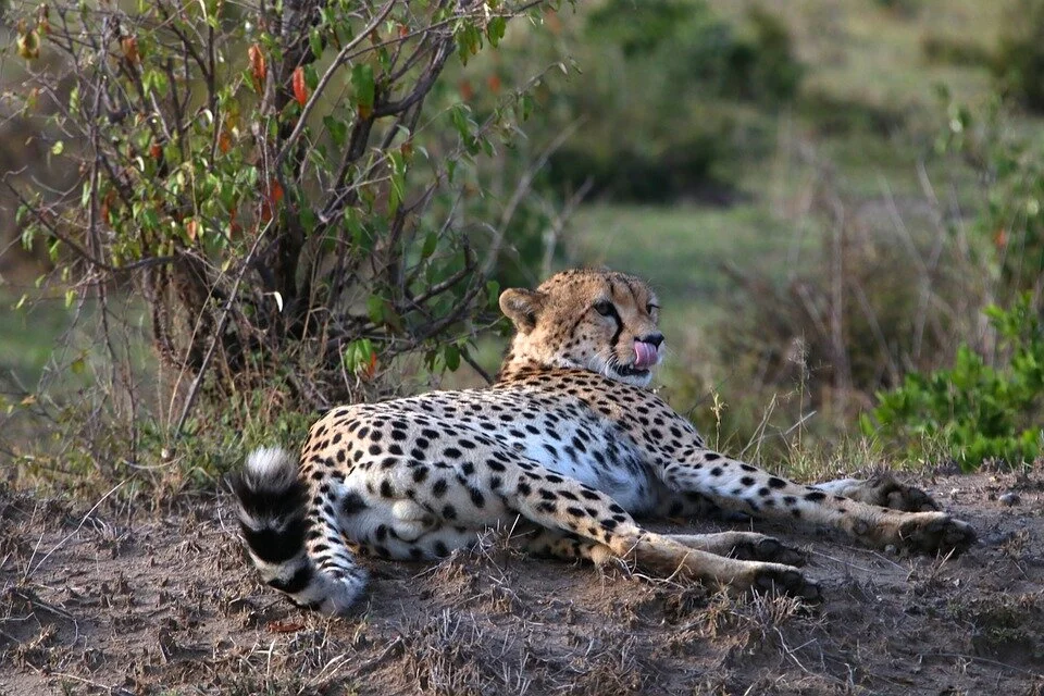 wildlife-2630545_960_720.jpg