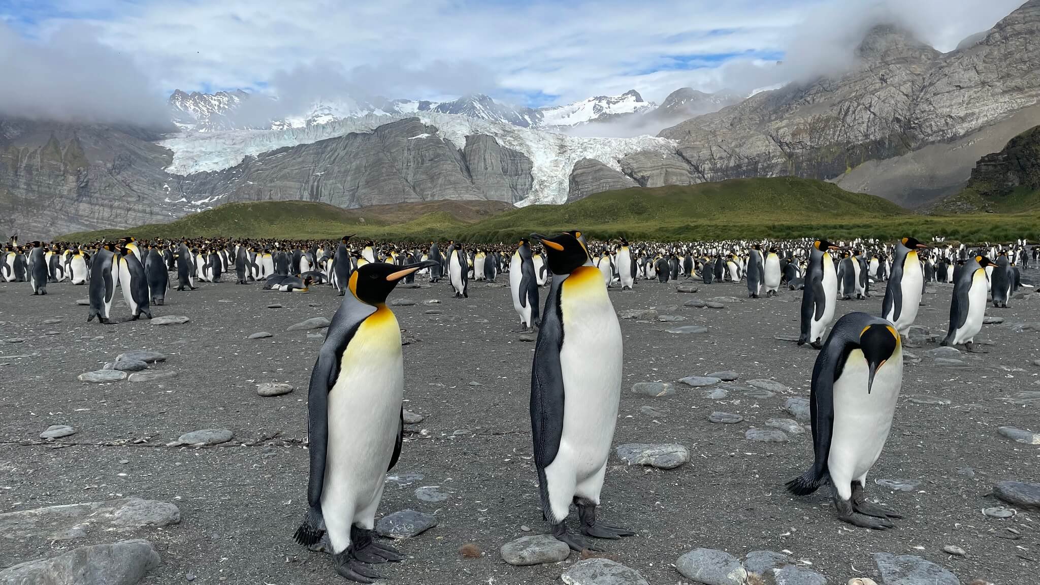 16.-King-penguin-colony (1).jpeg
