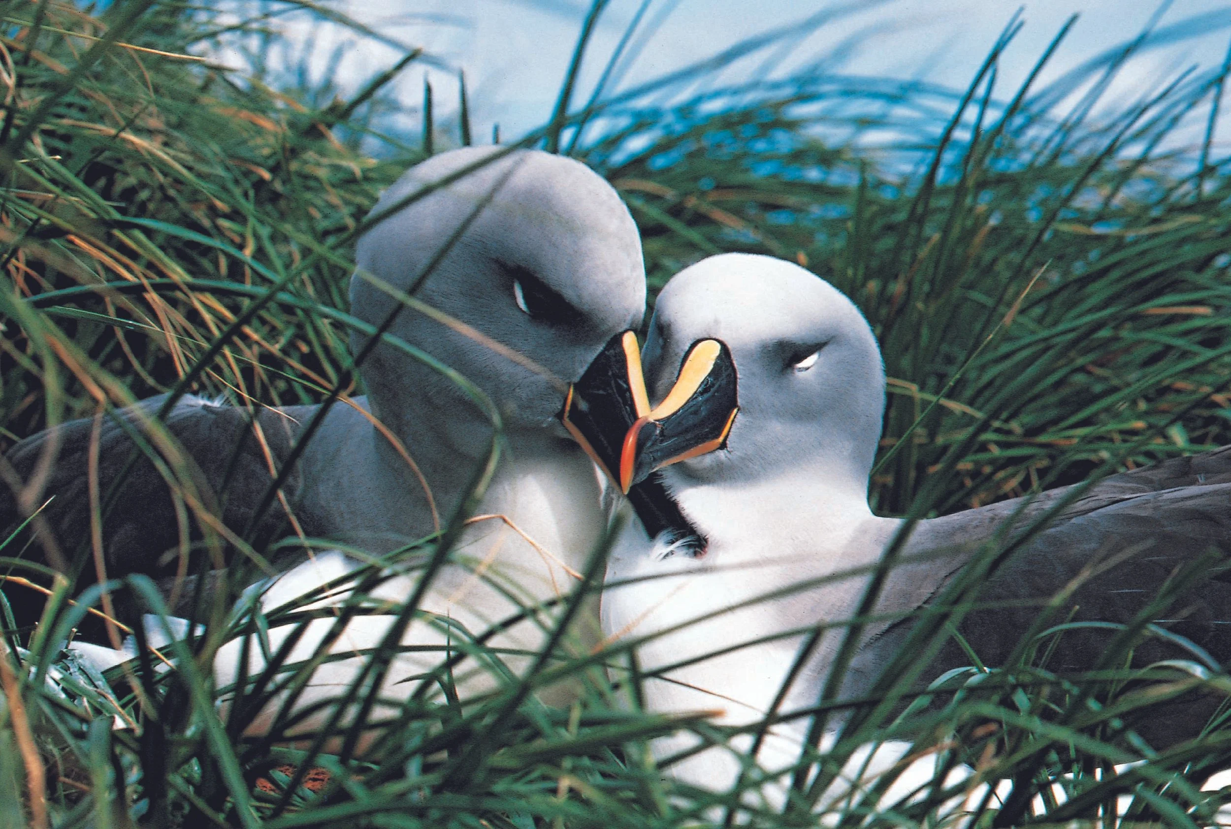 48090,0,antarctica-albatrosses.jpg