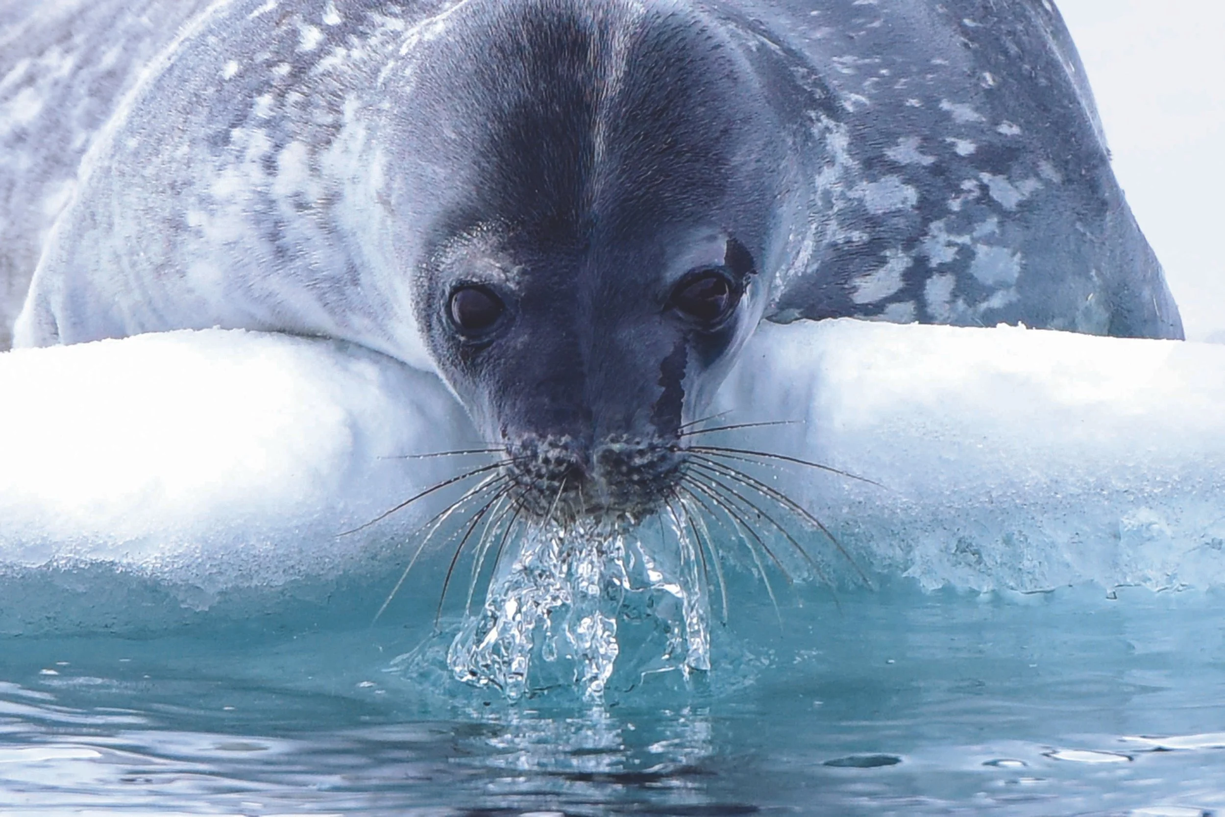 48097,0,antarctica-fur-seals.jpg