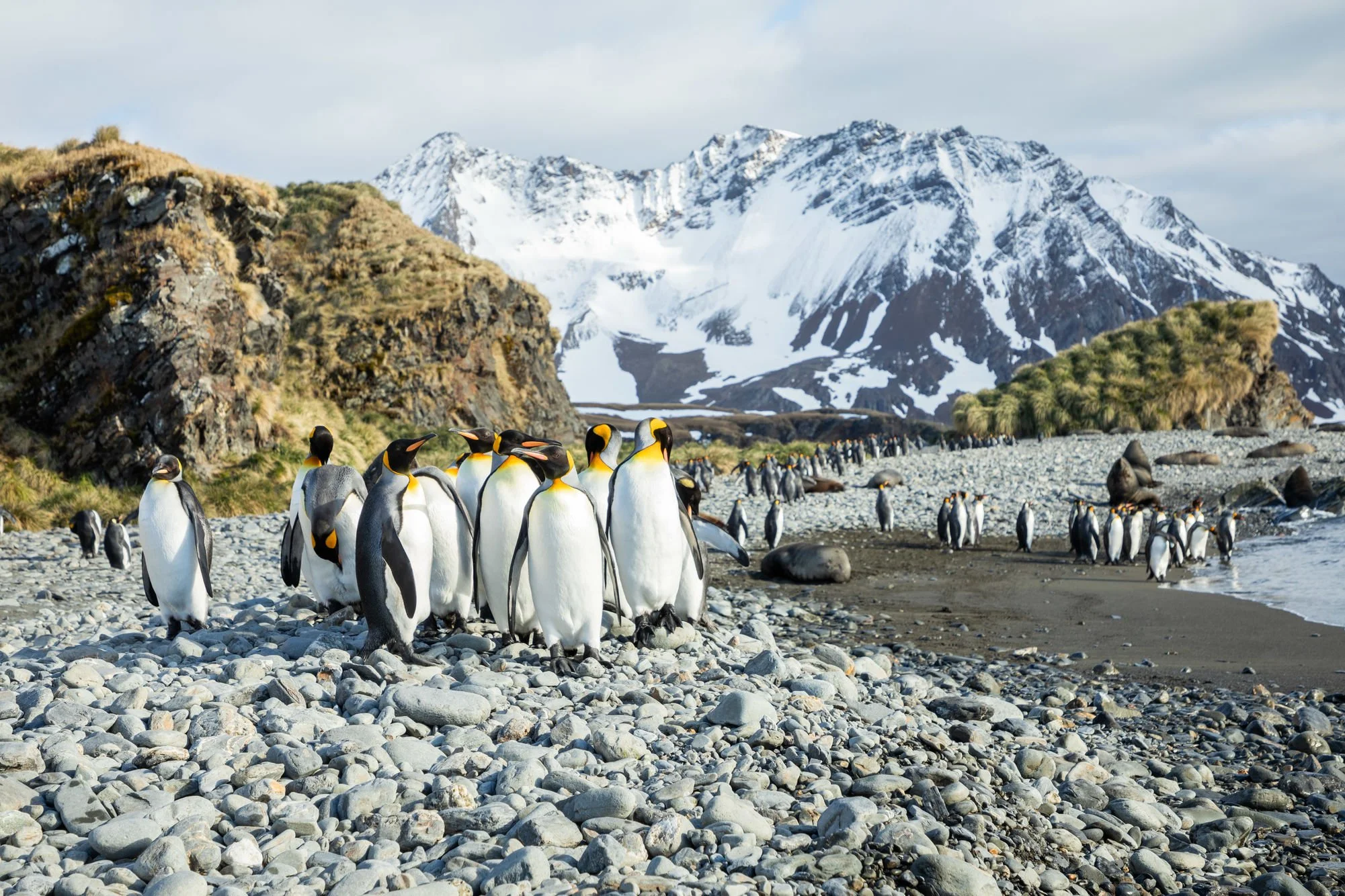 48108,0,antarctica-penguins-7.jpg