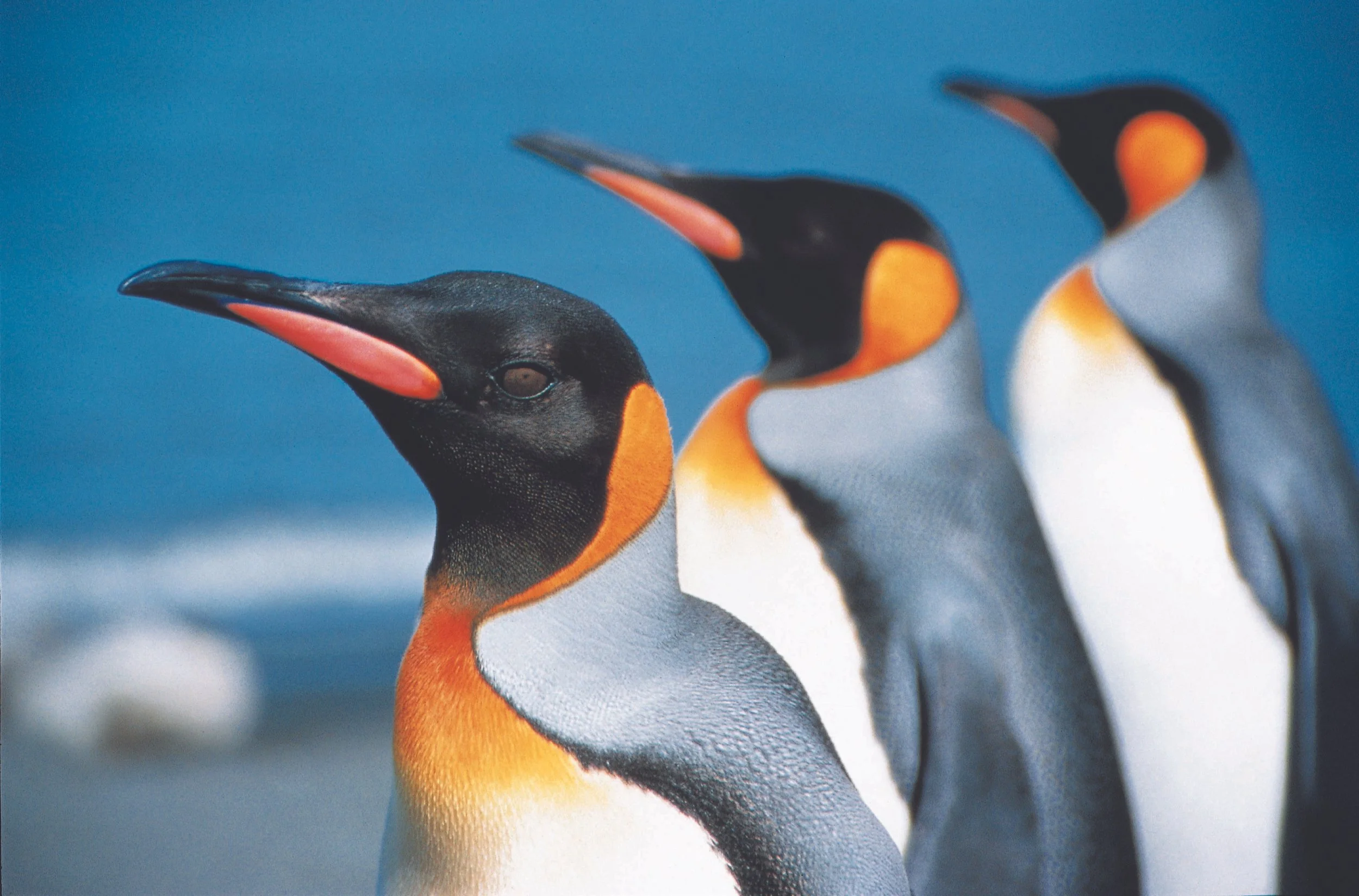 48105,0,antarctica-penguins-4.jpg