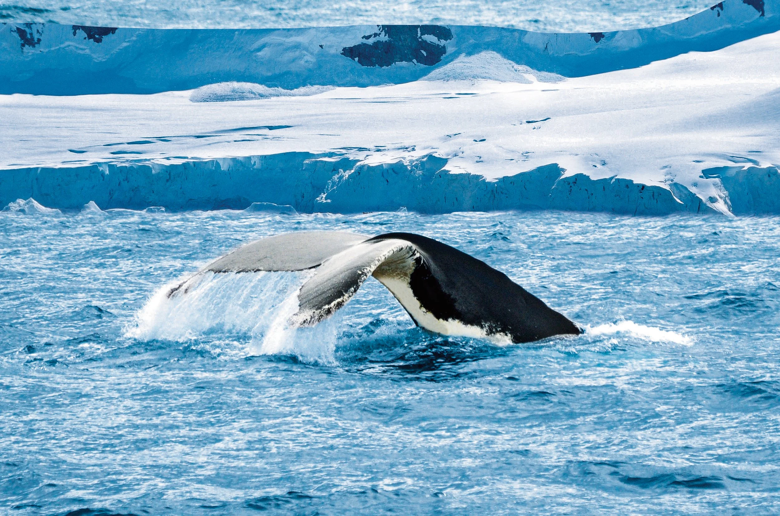 48111,0,antarctica-whale-watching-2.jpg