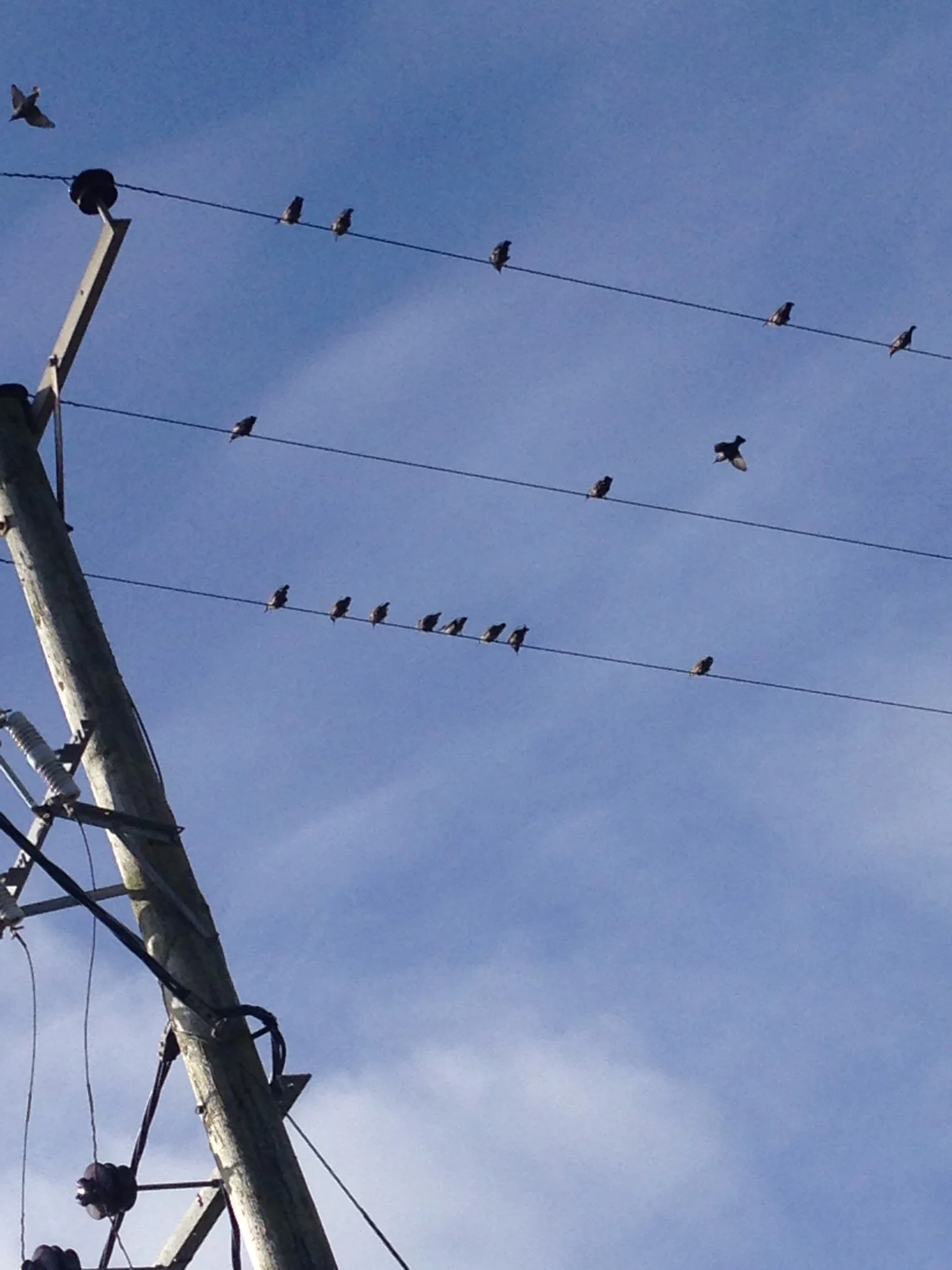 birds on wire.jpg