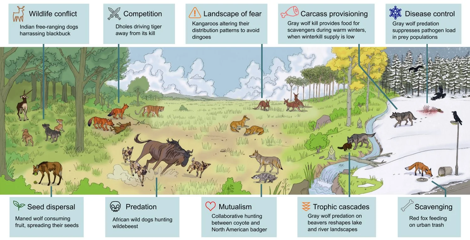 Canid ecology