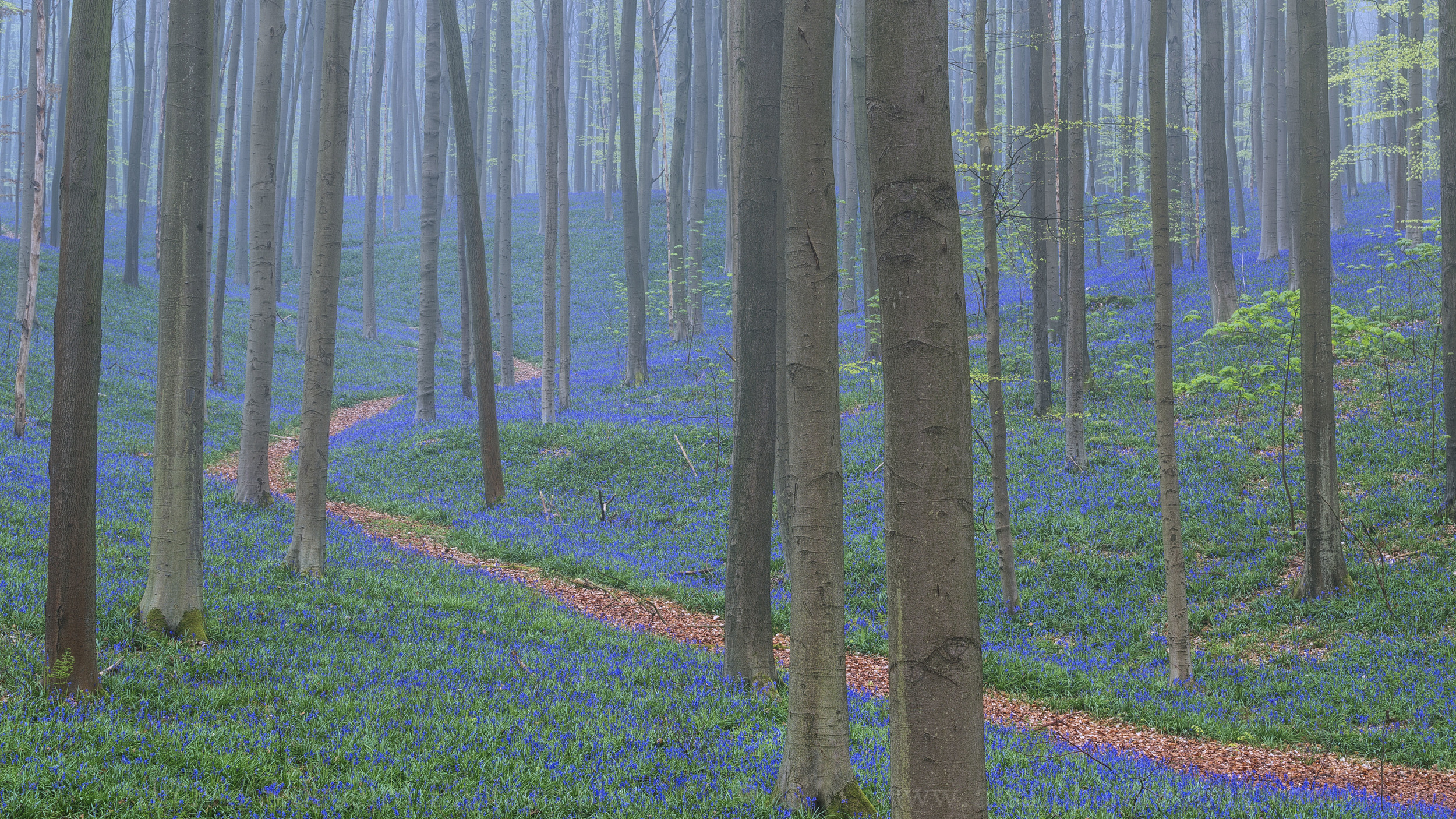 Hallerbos misty morning.jpg